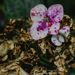 Unfading Beauty: A Dedication To My Fading Flower