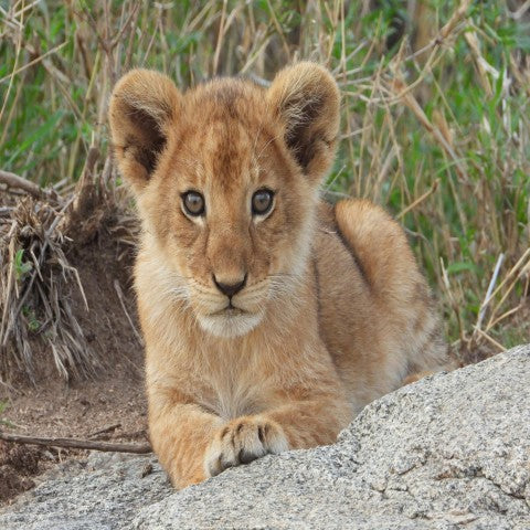 Little Lion