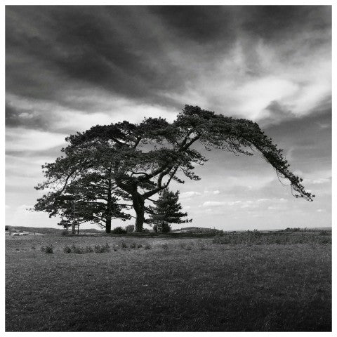 The Felling of a Sycamore Tree