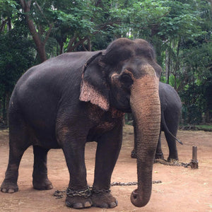 Phajaan