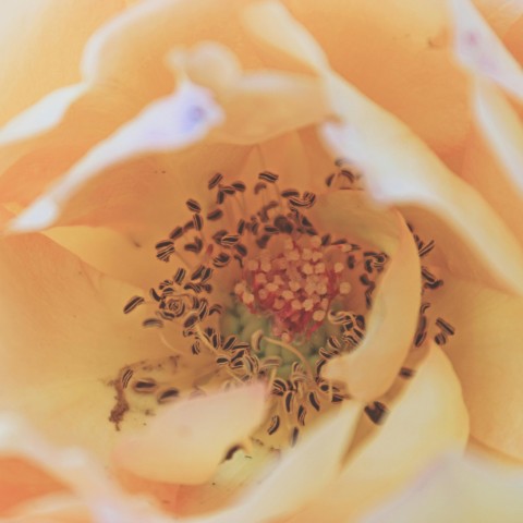 to the flowers that bloom tomorrow