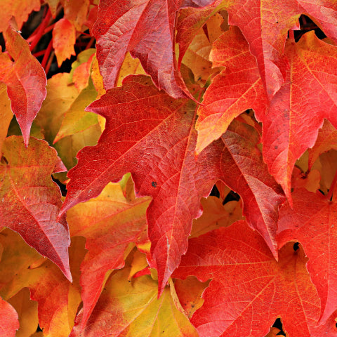 Autumn - The Season Of Transition