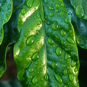 Dew drops