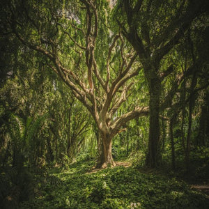 নস্যি বুড়ো
