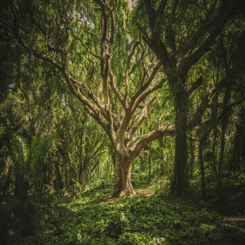 নস্যি বুড়ো