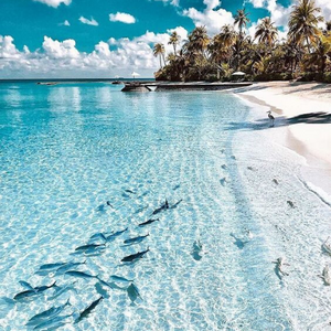 Summers by the Sea