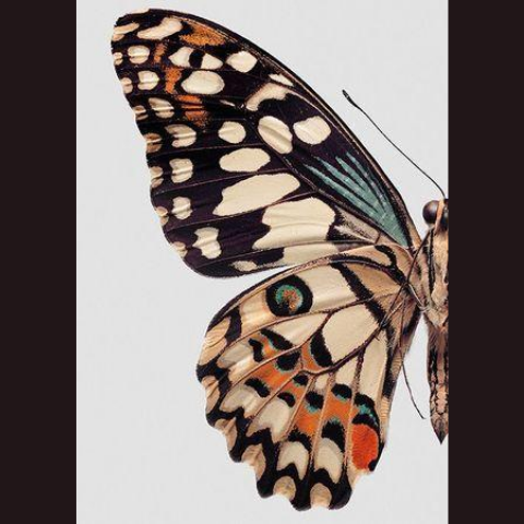 BUTTERFLY