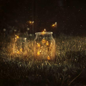 FIREFLIES