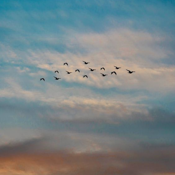 Flying Across Skies