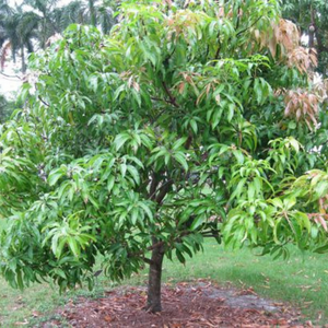 The Mango Tree