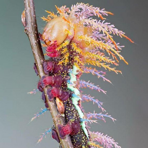 The Caterpillar