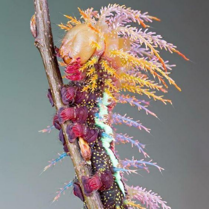 The Caterpillar