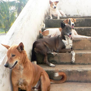 Canines of Changroad