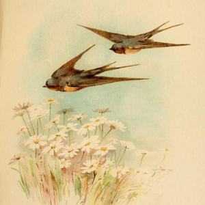 Wings Of Tomorrow